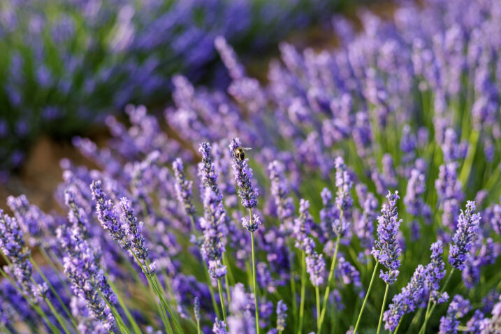 Foto: iStock