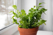 Foto: iStock