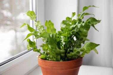 Foto: iStock