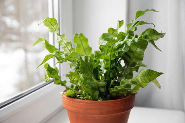 Foto: iStock