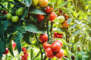 Foto: iStock