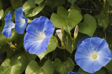 Foto: iStock