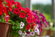 Foto: iStock