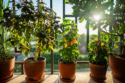 FOTO: iStock