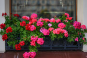 Foto: iStock