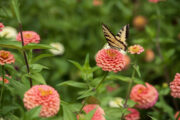 Foto: iStock