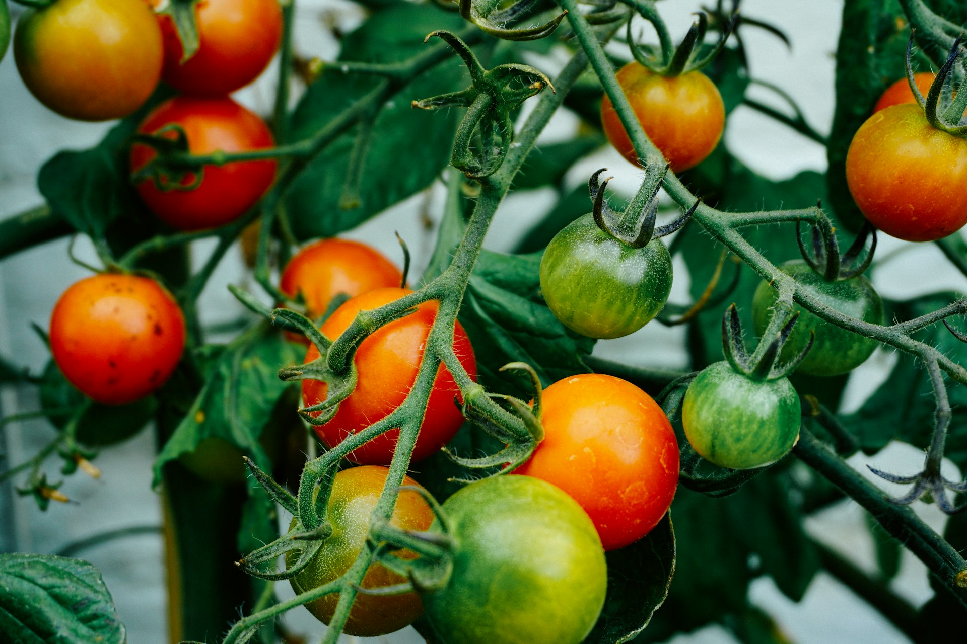FOTO: Unsplash