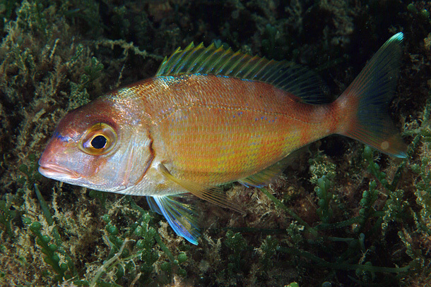Pagar ili latinski Pagrus pagrus / Foto Wikimedia Commons