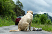 Foto Istock