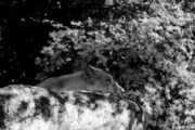 Lavica Tayri / Foto ZG ZOO Facebook