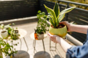 FOTO: iStock