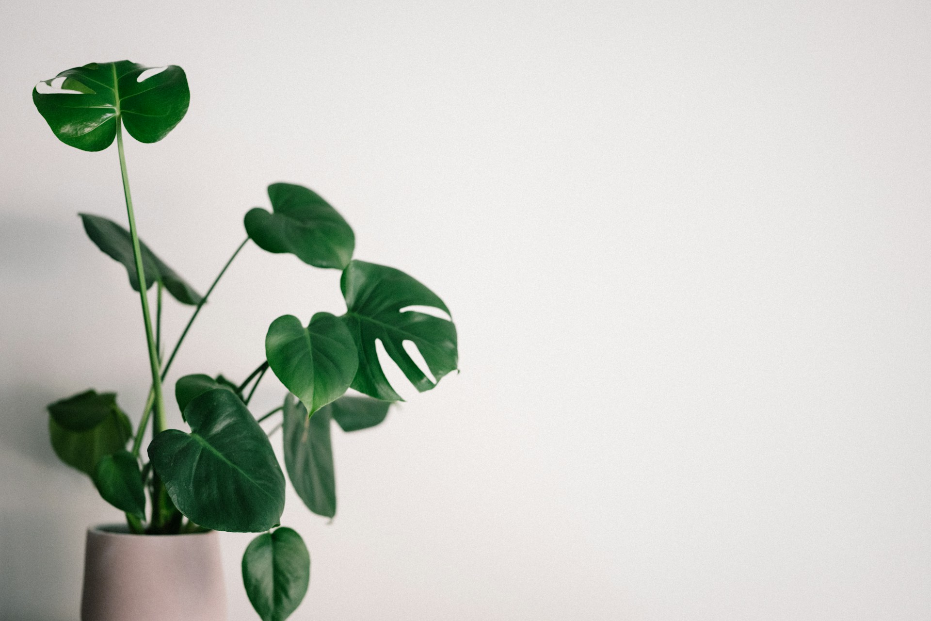 FOTO: Unsplash