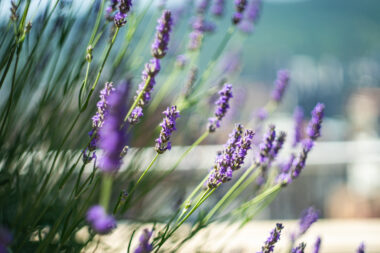 FOTO: iStock