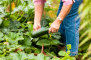 Foto: iStock