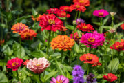 Foto: iStock