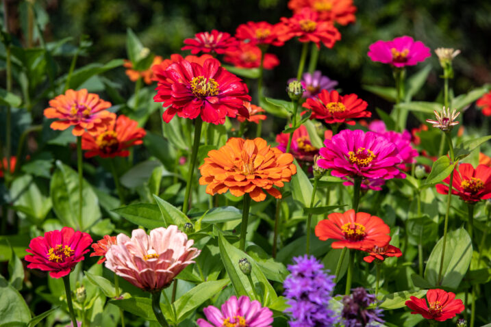 Foto: iStock