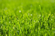 Foto: iStock
