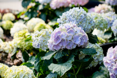 Foto: iStock