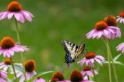 Foto: iStock