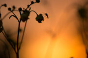 FOTO: iStock
