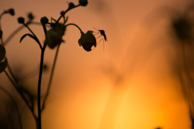 FOTO: iStock
