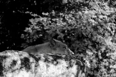 Lavica Tayri / Foto ZOO Zagreb