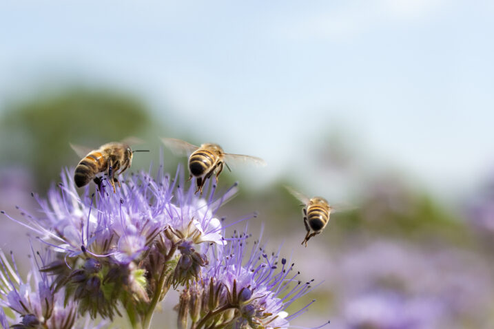 FOTO: iStock