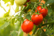 FOTO: iStock
