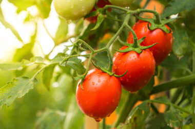 FOTO: iStock
