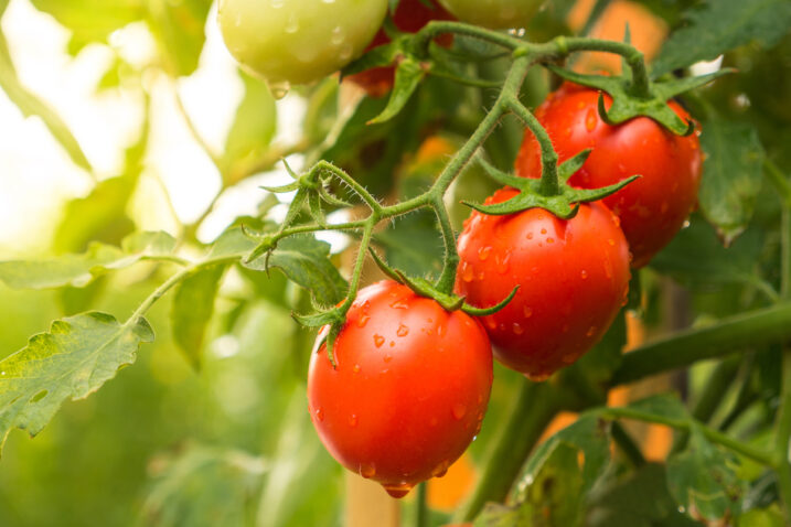 FOTO: iStock