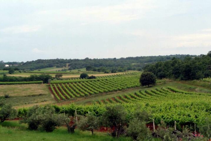 Foto Arhiva Glasa Istre