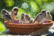 Istock