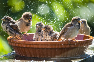Istock