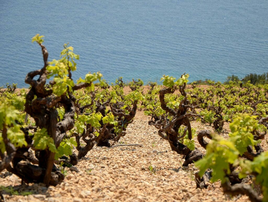 Marijanovi vinogradi u Pitvi na Hvaru