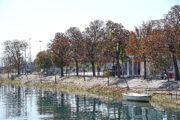 Gradska stabla nalaze se pod povećanim stresom / Foto Dean MICULINIĆ