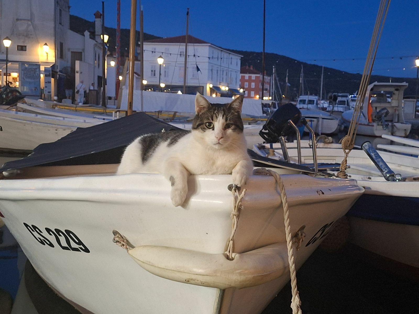 Mačak Bili Foto Privatna arhiva