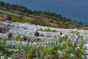 Foto Dean Miculinić