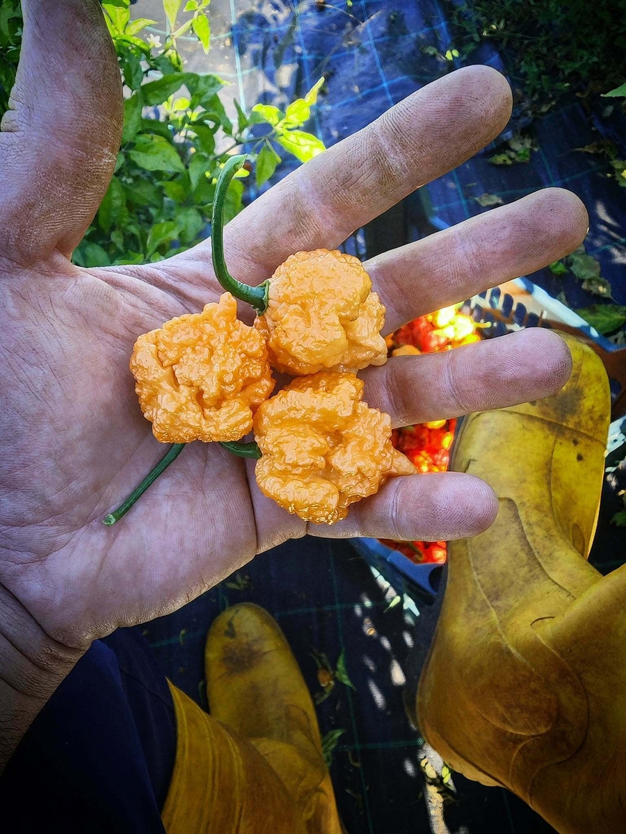 Carolina Reaper Yellow s njive Patrika Prnjaka