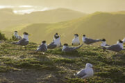 Jato čigri na Phillip Islandu u australskoj Victoriji / Foto iSTOCK
