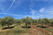 Foto Institut za poljoprivredu i turizam Poreč