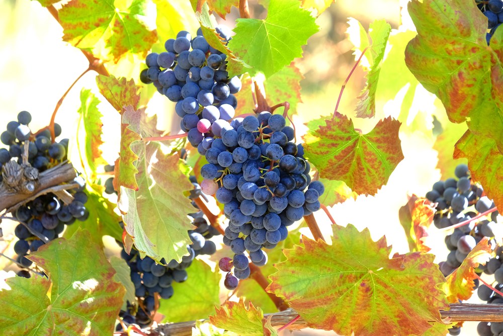 Foto Milivoj Mijošek