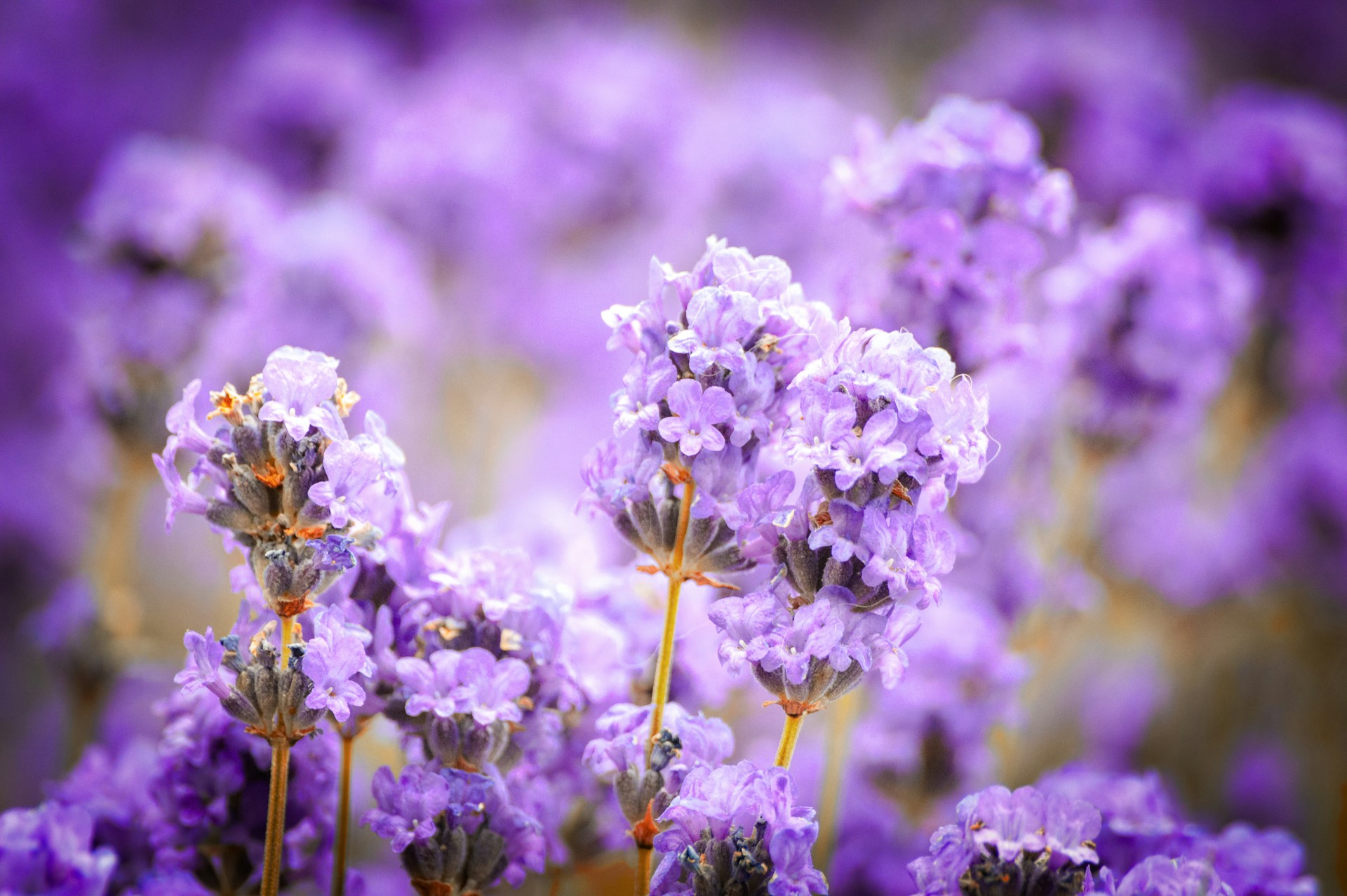 FOTO: Unsplash