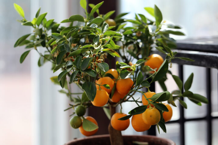 Foto: iStock