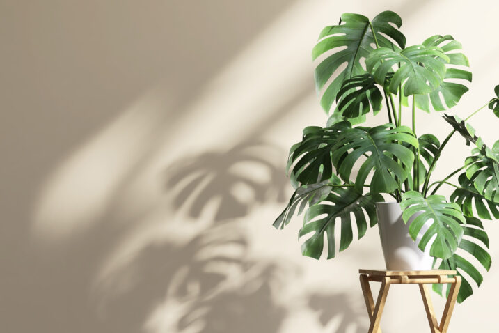 Foto: iStock