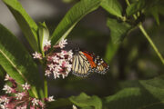 Foto: iStock
