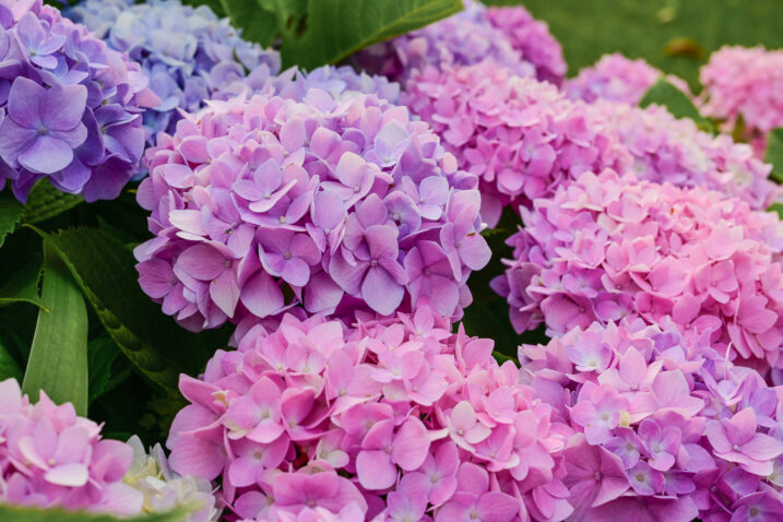 Foto: iStock