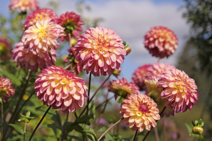 Foto: iStock