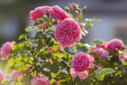 Foto: iStock