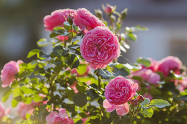 Foto: iStock