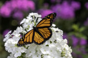 Foto: iStock
